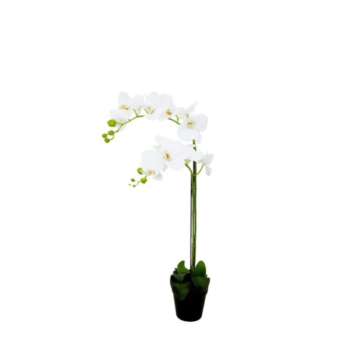 pollyanna 2 stalk potted white orchid 240801110112