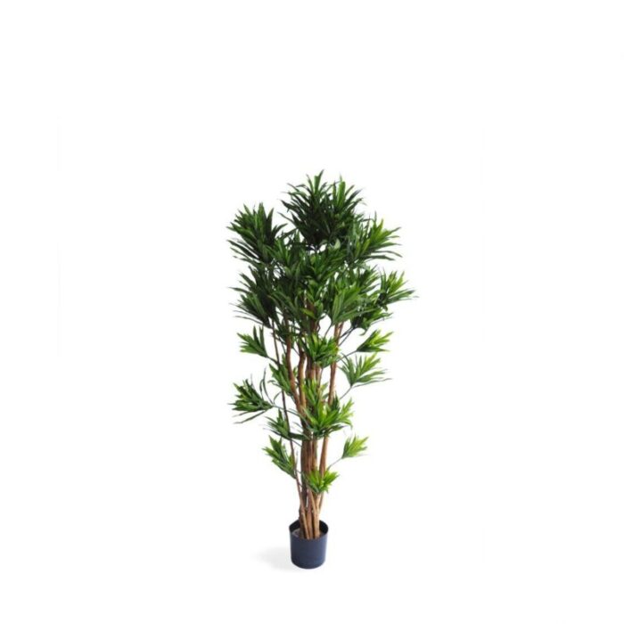 pollyanna dracena reflexa tree 240801110051