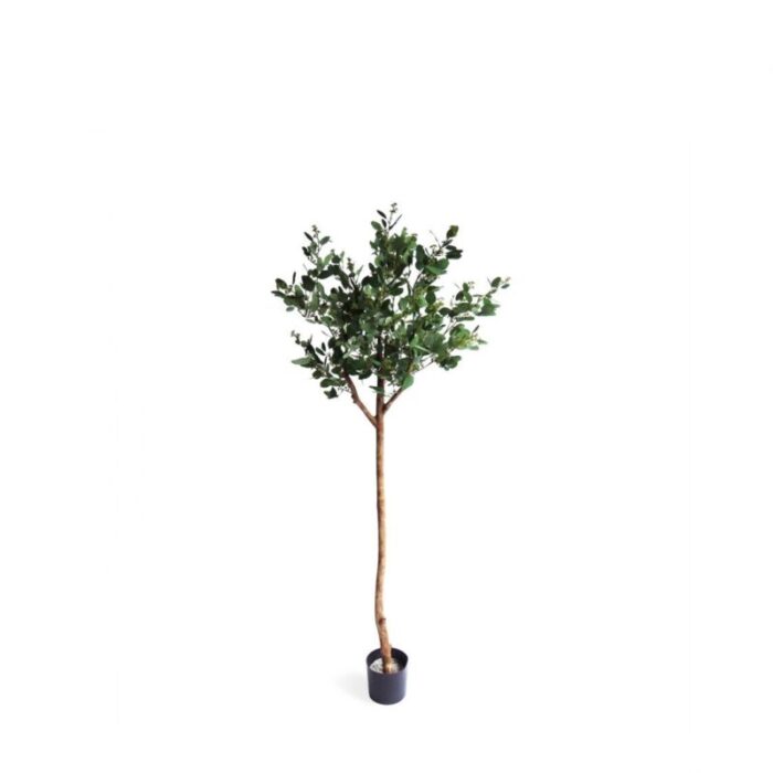 pollyanna poppel ball potted tree with beans 240801110049