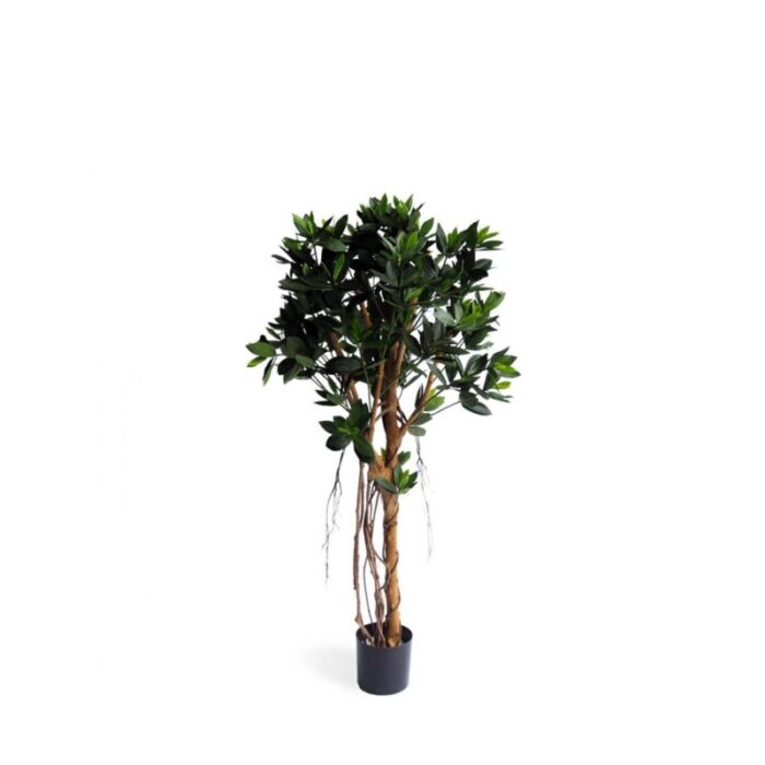 pollyanna potted sweet link ball tree 240801105228